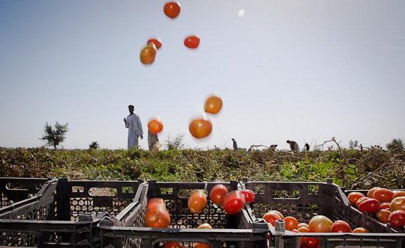 برداشت بیش از 20 تن گوجه فرنگی از مزارع کشاورزی نیشابور